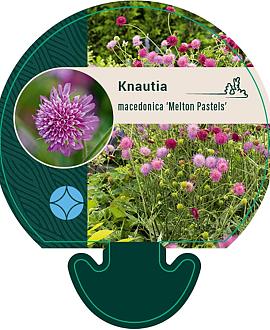 Knautia m. 'Melton Pastels' Pot 9 cm