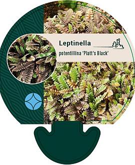 Leptinella pot. 'Platt's Black' Pot 9 cm