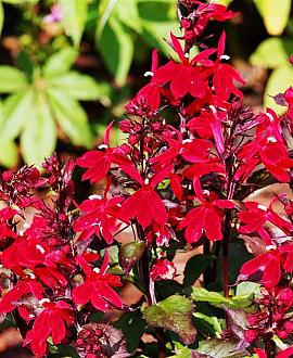 Lobelia fulgens 'Queen Victoria' Pot 9 cm