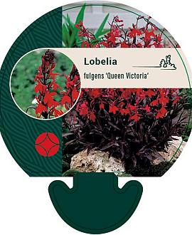 Lobelia fulgens 'Queen Victoria' Pot 9 cm