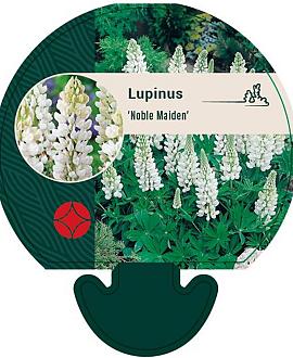 Lupinus 'Noblemaiden' Pot 9 cm
