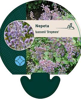 Nepeta faassenii 'Dropmore' Pot 9 cm