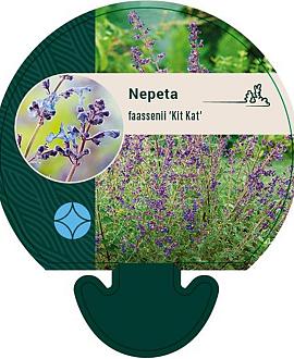 Nepeta faassenii 'Kit Cat' Pot 9 cm