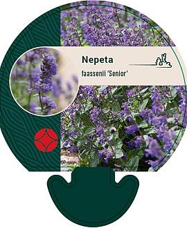 Nepeta faassenii 'Senior' Pot 9 cm