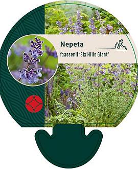 Nepeta faassenii 'Six Hills Giant' Pot 9 cm