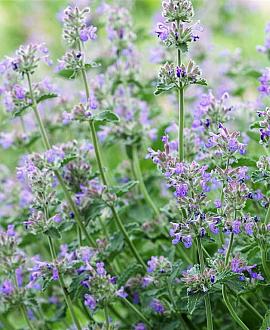 Nepeta faassenii 'Six Hills Giant' Pot 9 cm