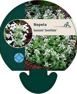 Nepeta faassenii 'Snowflake' Pot 9 cm