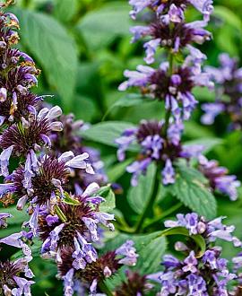 Nepeta faassenii 'Walker's Low' Pot 9 cm