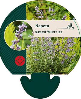 Nepeta faassenii 'Walker's Low' Pot 9 cm