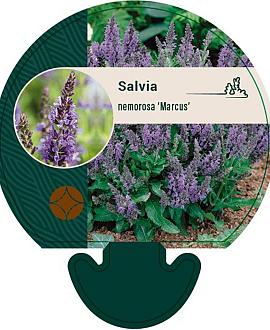 Salvia nem. 'Marcus' Pot 9 cm