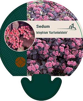 Sedum telep. 'Karfunkelstein' Pot 9 cm