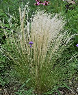 Stipa tenuiss. 'Pony Tails' Pot 9 cm
