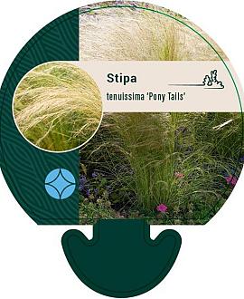 Stipa tenuiss. 'Pony Tails' Pot 9 cm