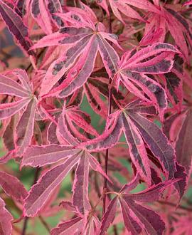 Acer pal. 'Shirazz' Pot 15 liter 