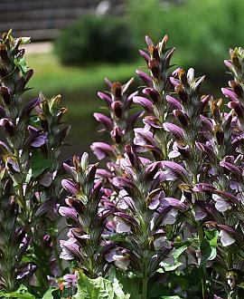 Acanthus spinosus Pot 9 cm