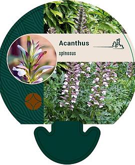 Acanthus spinosus Pot 9 cm