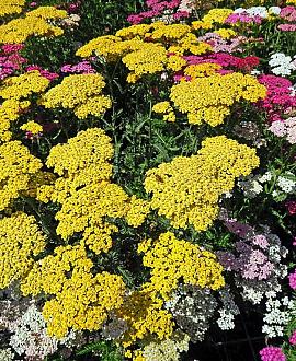Achillea 'Summer Pastels' Pot 9 cm