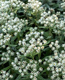 Anaphalis tripl. 'Sommerschnee' Pot 9 cm