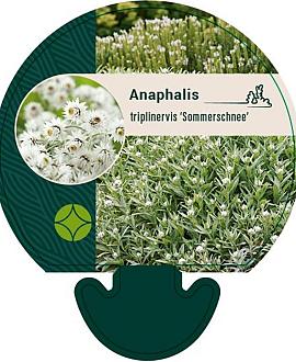 Anaphalis tripl. 'Sommerschnee' Pot 9 cm