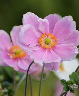 Anemone hyb. 'Loreley' Pot 9 cm