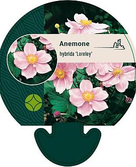 Anemone hyb. 'Loreley' Pot 9 cm