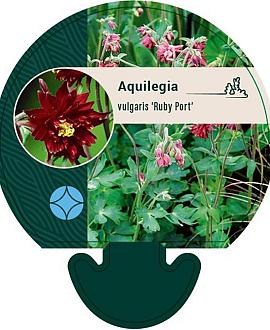 Aquilegia v. 'Ruby Port' Pot 9 cm