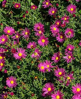 Aster 'Bahamas' Pot 9 cm