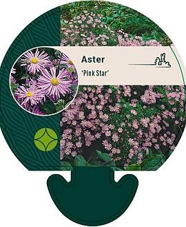 Aster 'Pink Star' Pot 9 cm
