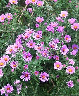 Aster 'Pink Star' Pot 9 cm
