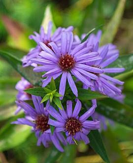 Aster tataricus 'Jindai' Pot 9 cm