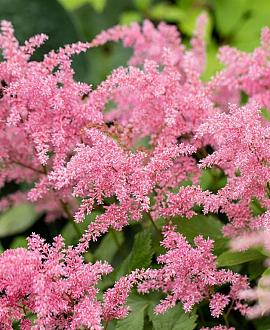 Astilbe (T) 'Straussenfeder' Pot 9 cm
