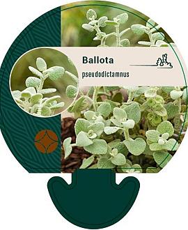 Ballota pseudodictamnus Pot 9 cm