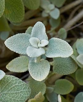 Ballota pseudodictamnus Pot 9 cm