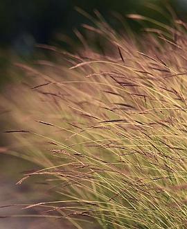 Calamagrostis arundinacea Pot 9 cm