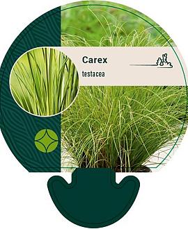 Carex testacea Pot 9 cm