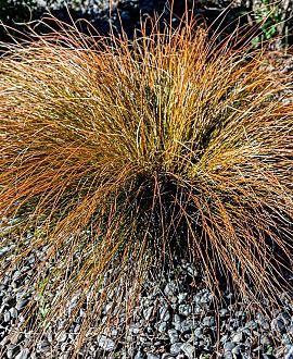 Carex testacea Pot 9 cm