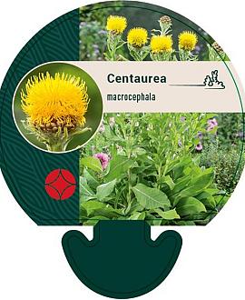 Centaurea macrocephala Pot 9 cm
