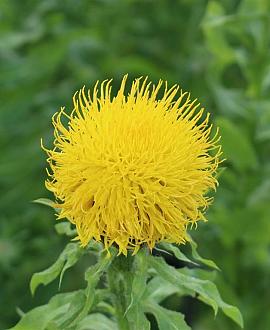 Centaurea macrocephala Pot 9 cm