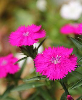 Dianthus grat. 'Badenia' Pot 9 cm