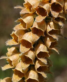 Digitalis ferr. 'Gigantea' Pot 9 cm