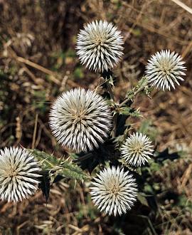 Echinops sphaer. 'Arctic Glow' Pot 9 cm