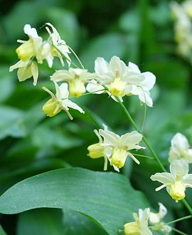 Epimedium pinnatum colchicum Pot 9 cm
