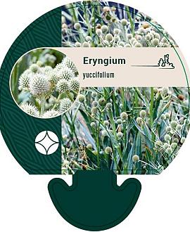 Eryngium yuccifolium Pot 9 cm