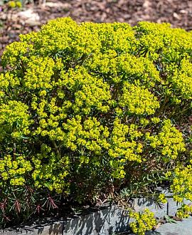 Euphorbia cyp. 'Fens Ruby' Pot 9 cm