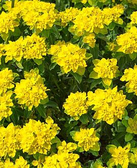 Euphorbia epithym. 'Purpurea' Pot 9 cm