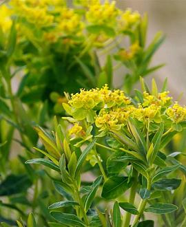 Euphorbia palustris Pot 9 cm