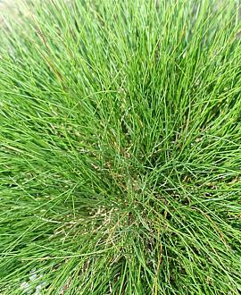 Festuca gautieri 'Pic Carlit' Pot 9 cm
