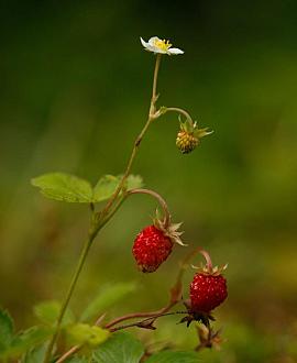Fragaria v. 'Alexandria' Pot 9 cm