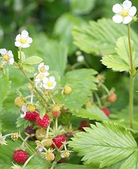 Fragaria v. 'Improved Rügen' Pot 9 cm