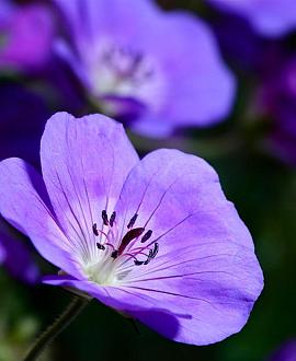 Geranium 'Sweet Heidy' Pot 9 cm